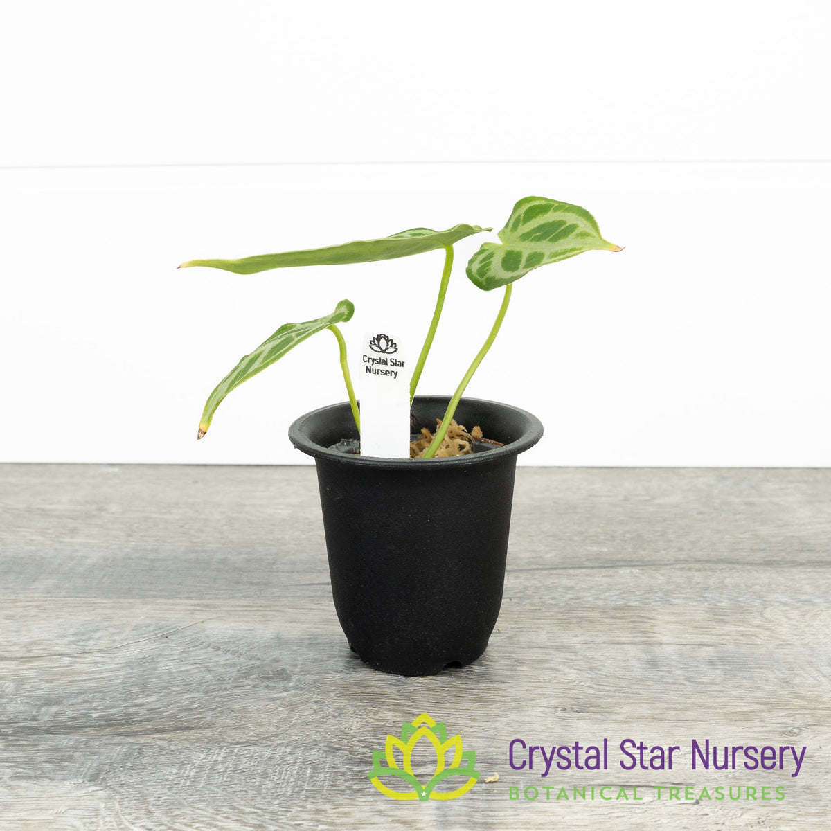 Anthurium Crystallinum