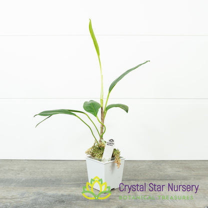 Anthurium Scandens var. Pumila