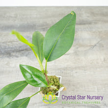 Anthurium Scandens var. Pumila