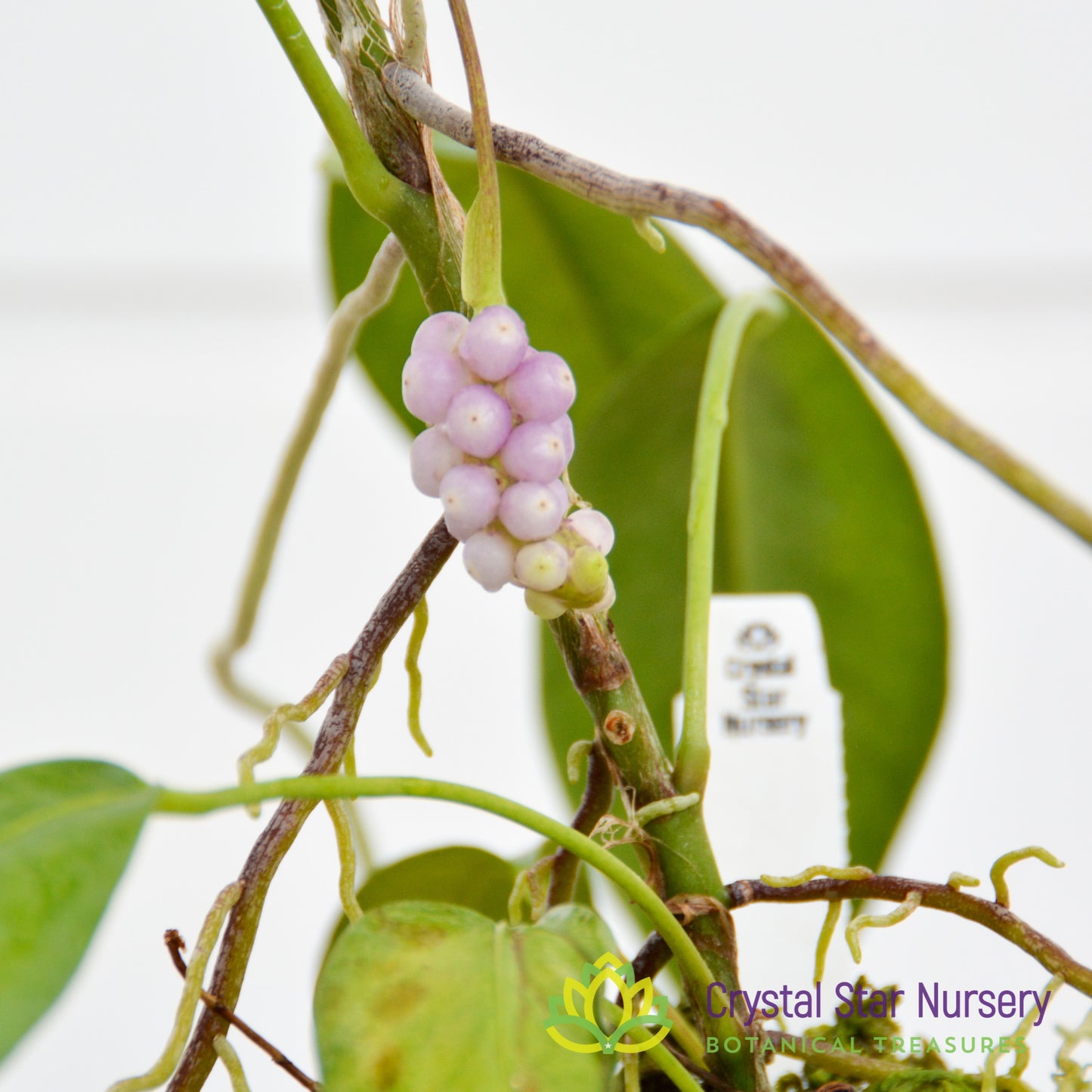 Anthurium Scandens var. Pumila