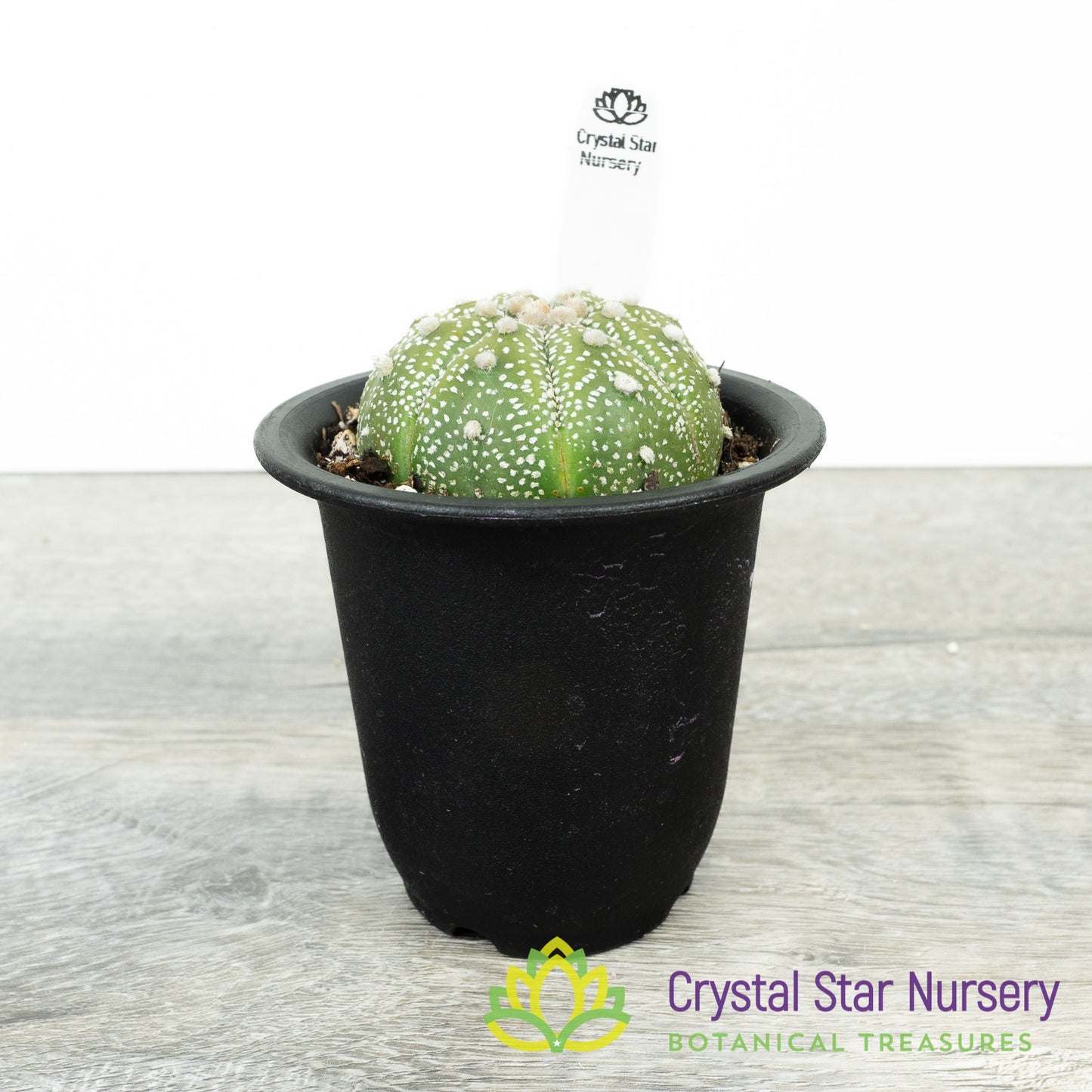 Astrophytum Asterias (Select Form)
