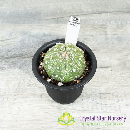 Astrophytum Asterias (Select Form)