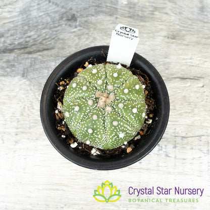 Astrophytum Asterias (Select Form)