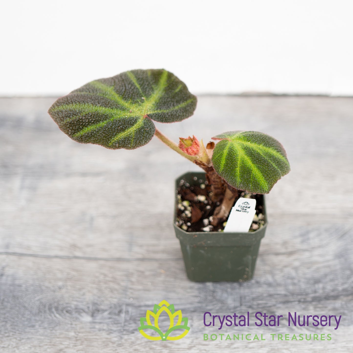 Begonia Soli-mutata