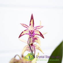 Dendrobium (Gillieston Jazz x Victorian Flare) 'Purple Flecks' x Zip Charm (D19M)