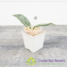 Hoya 'Wilbur Graves' (China)