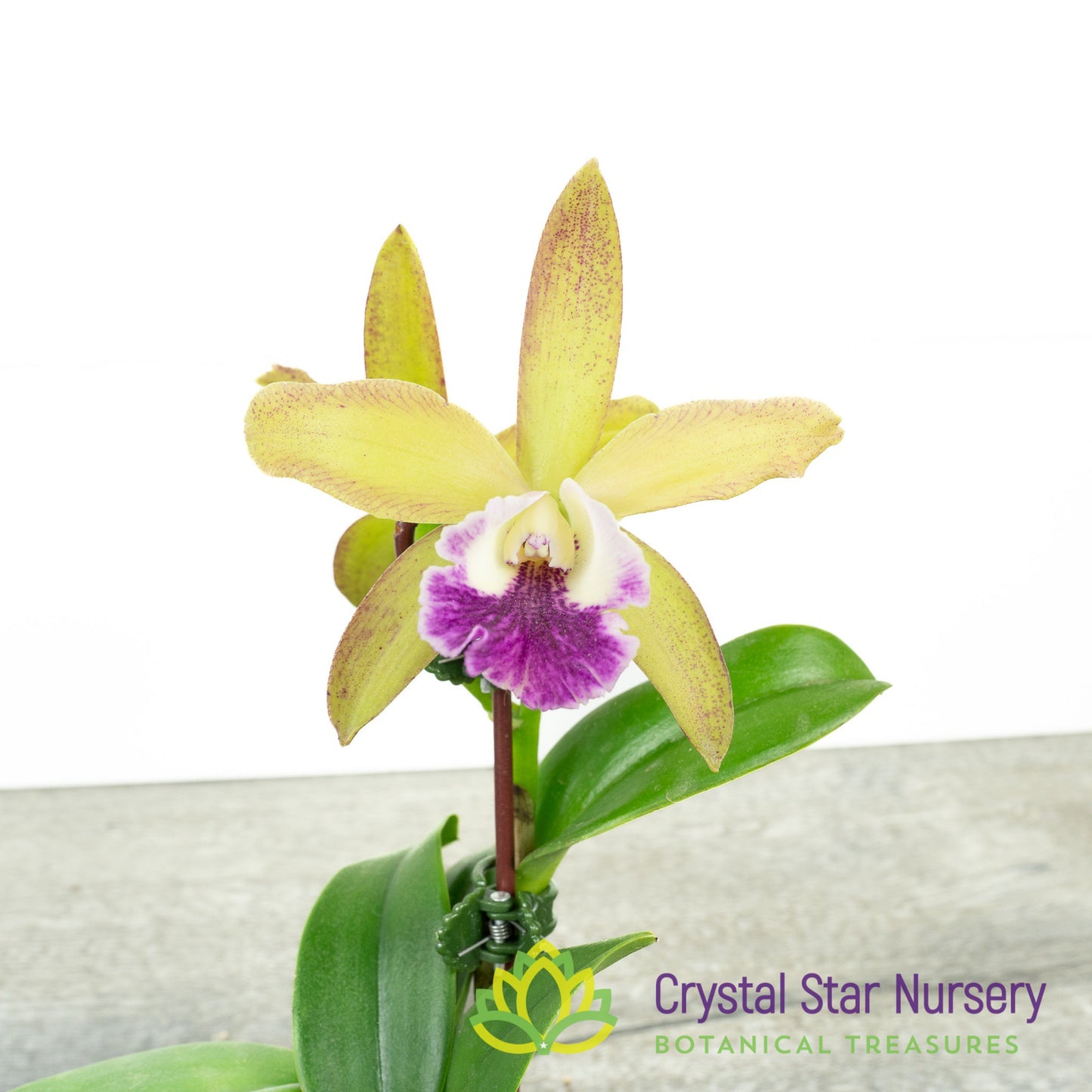 Bc Binosa 'Purple Lips' X Rlc Waianae Leopard 'Ching Hua' HCC/AOS (6784)