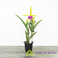 Bc Gulfshore's Beauty 'Green Gem' (YD136)