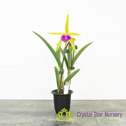 Bc Gulfshore's Beauty 'Green Gem' (YD136)