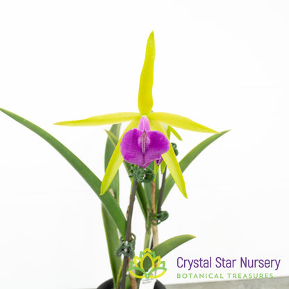 Bc Gulfshore's Beauty 'Green Gem' (YD136)