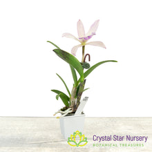 Bc Walter August 'Pink Flare' x Cattleya Volcano Wonderland 'Volcano Queen' (6819)