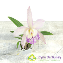 Bc Walter August 'Pink Flare' x Cattleya Volcano Wonderland 'Volcano Queen' (6819)