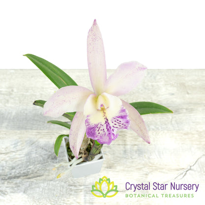 Bc Walter August 'Pink Flare' x Cattleya Volcano Wonderland 'Volcano Queen' (6819)