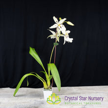Beallara Snowblind 'Sweet Spots' (H996)