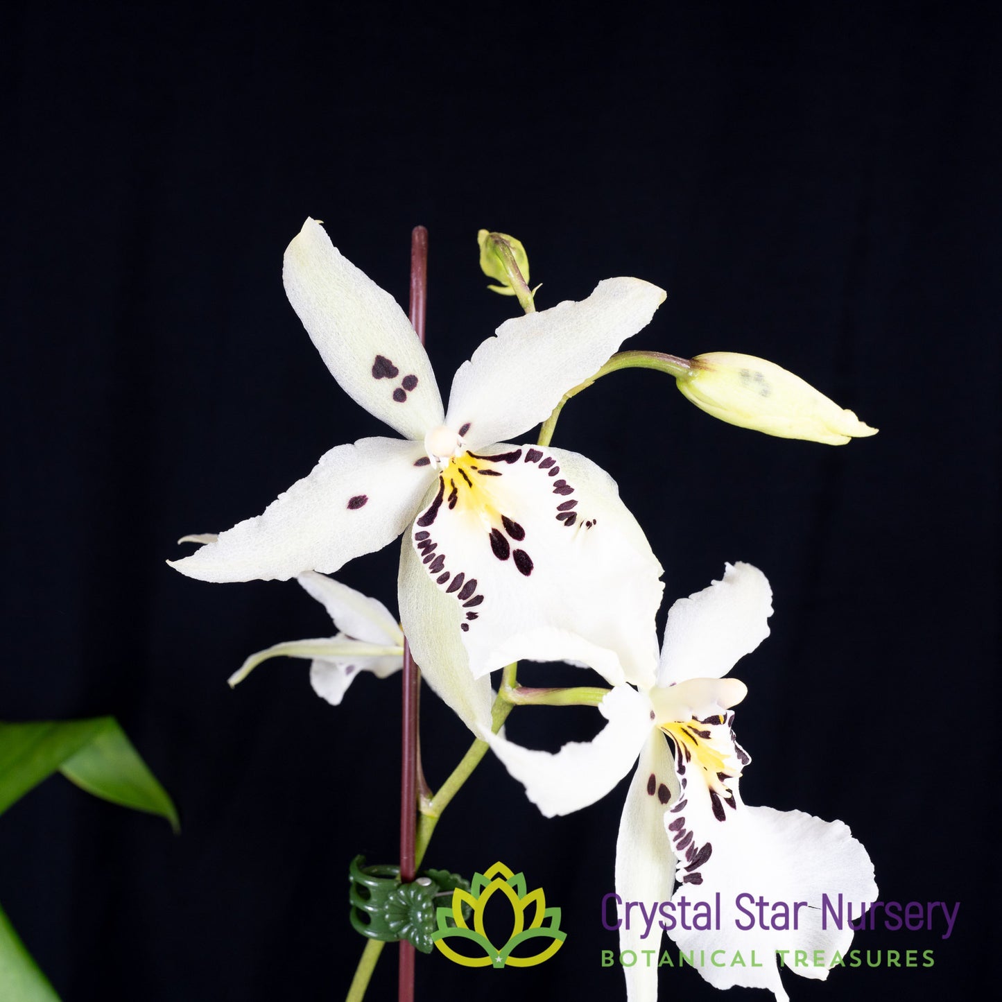 Beallara Snowblind 'Sweet Spots' (H996)