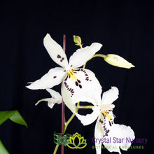 Beallara Snowblind 'Sweet Spots' (H996)