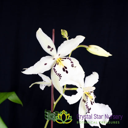 Beallara Snowblind 'Sweet Spots' (H996)