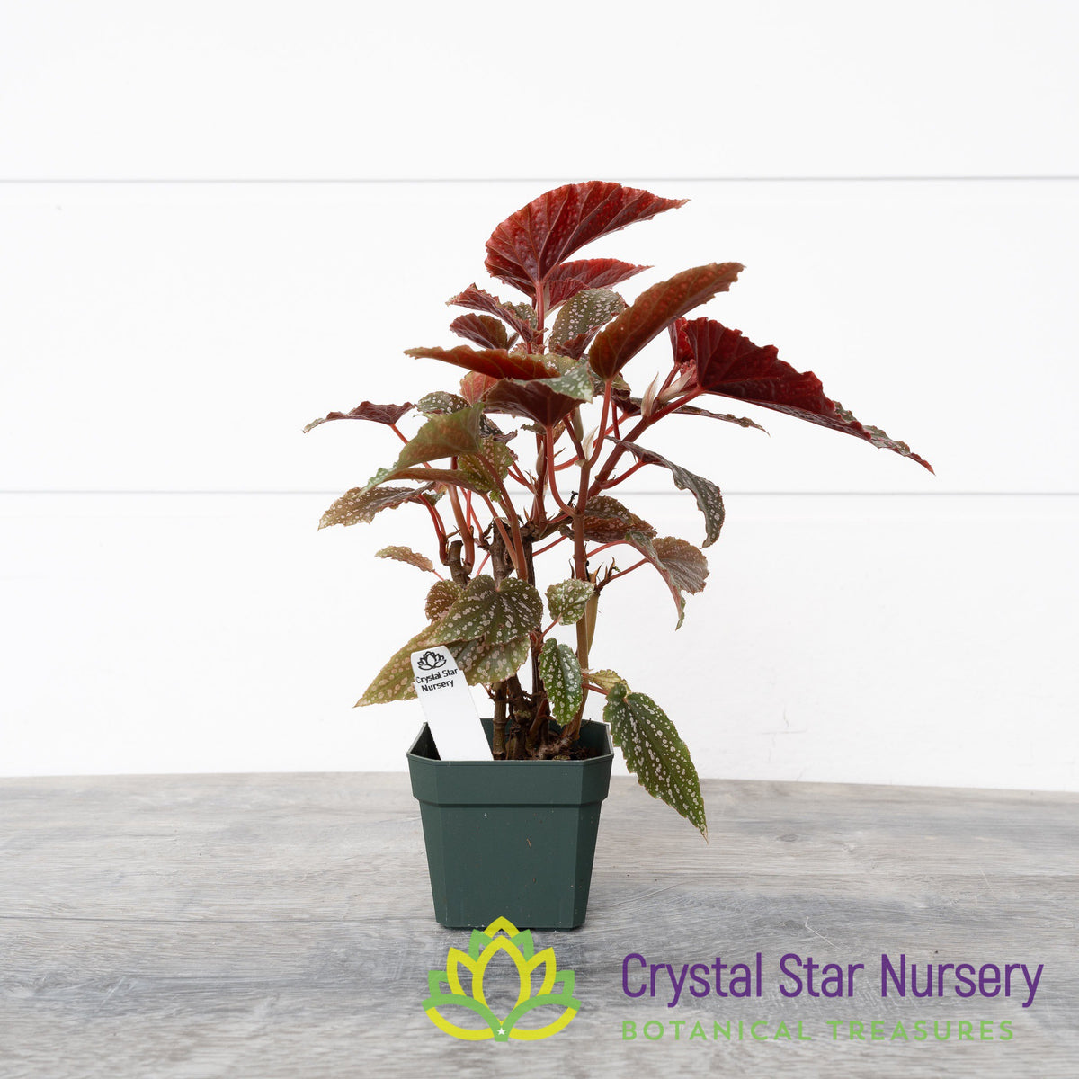 Begonia Angel Wing Benigo Pink
