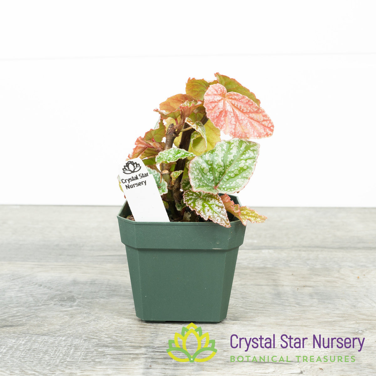 Begonia Angel Wing Frosty