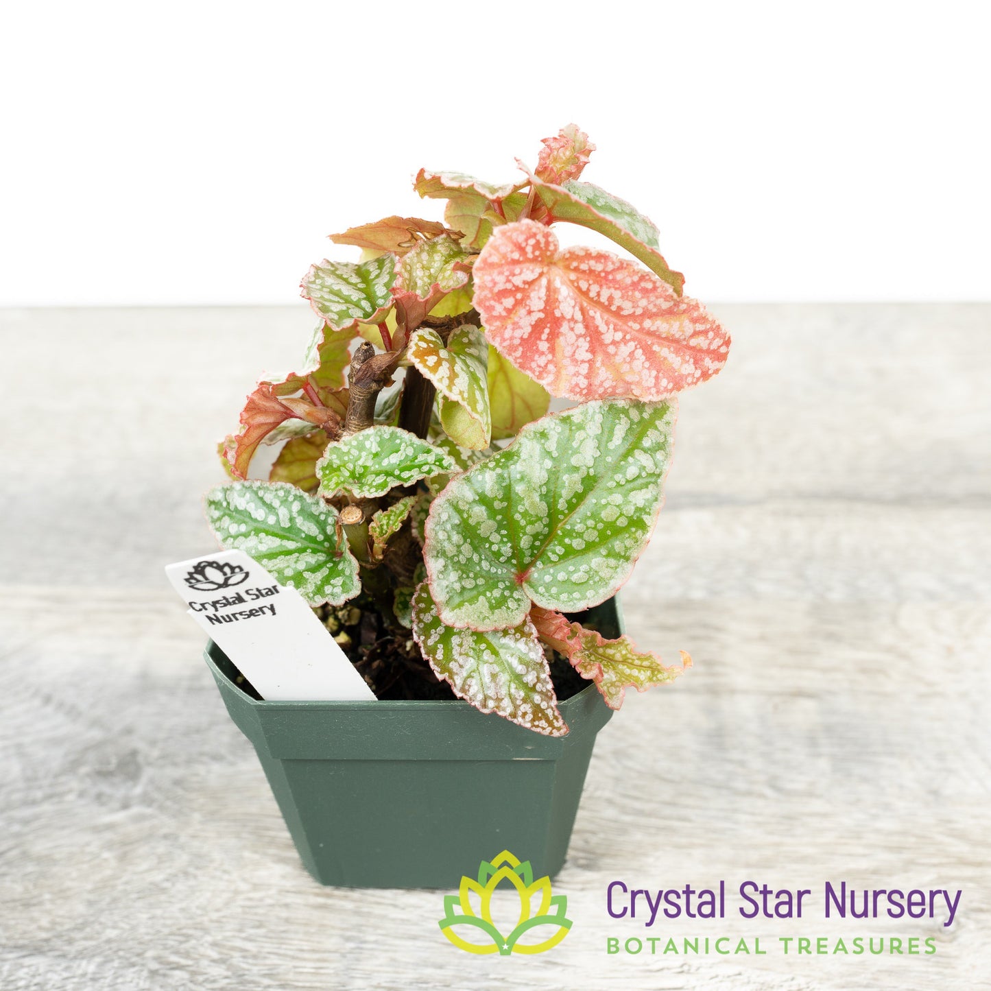 Begonia Angel Wing Frosty