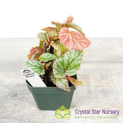 Begonia Angel Wing Frosty