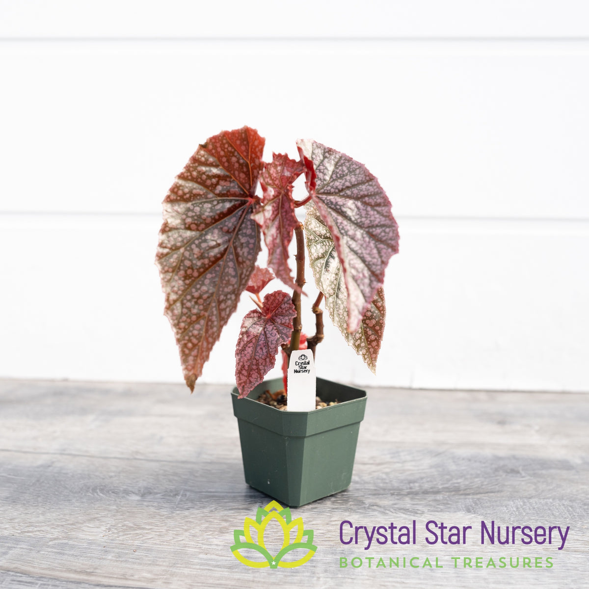 Begonia Angel Wing Miss Mummy