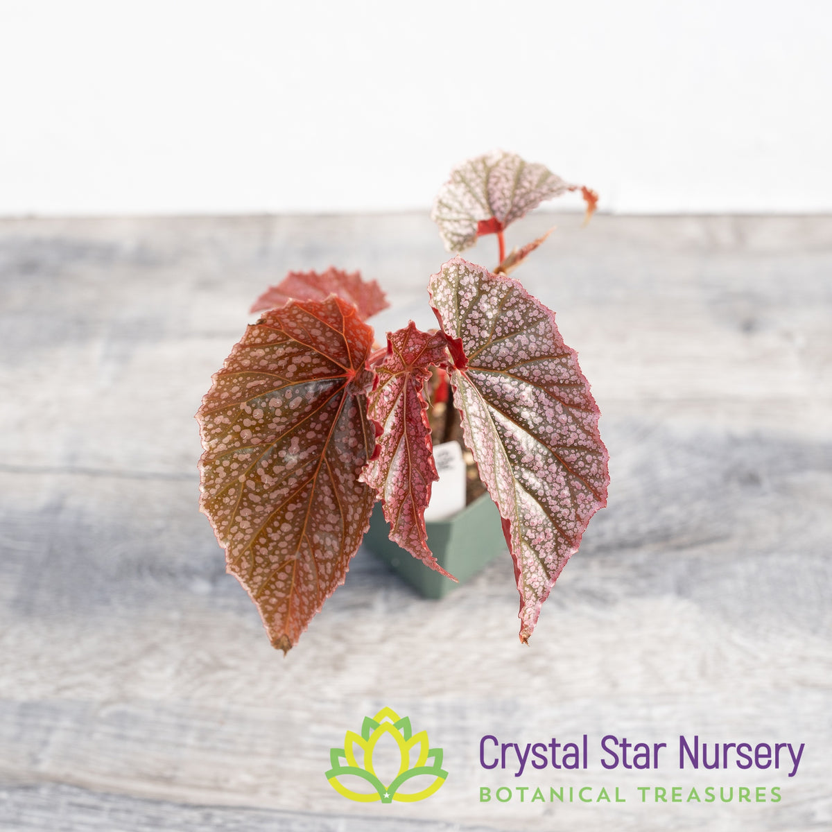 Begonia Angel Wing Miss Mummy