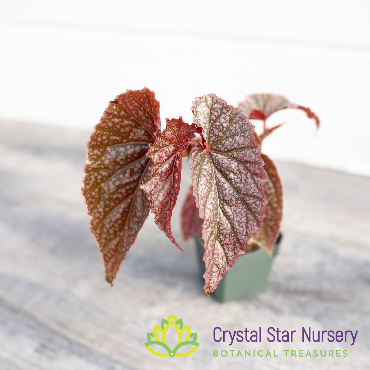 Begonia Angel Wing Miss Mummy