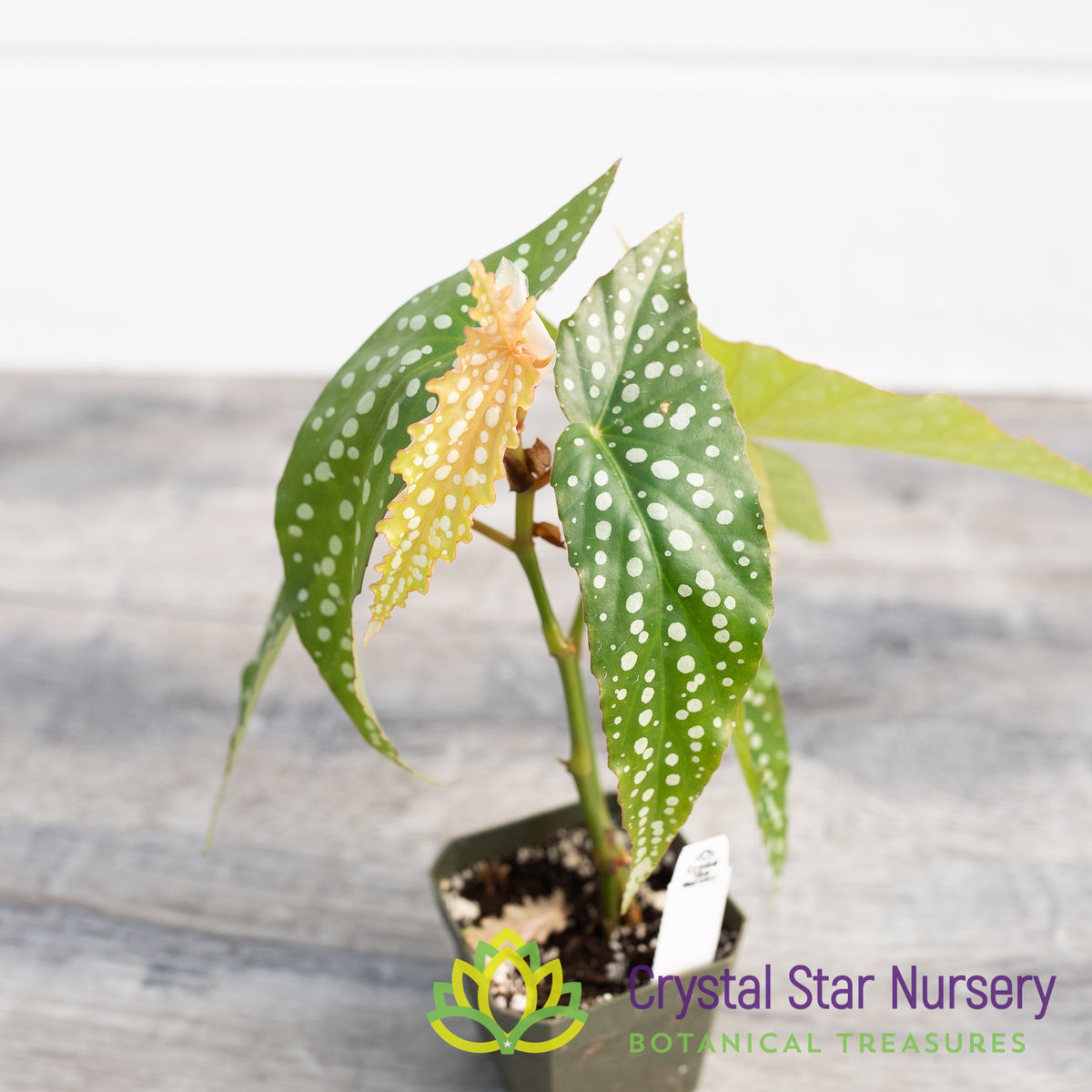 Begonia Angel Wing My Special Angel