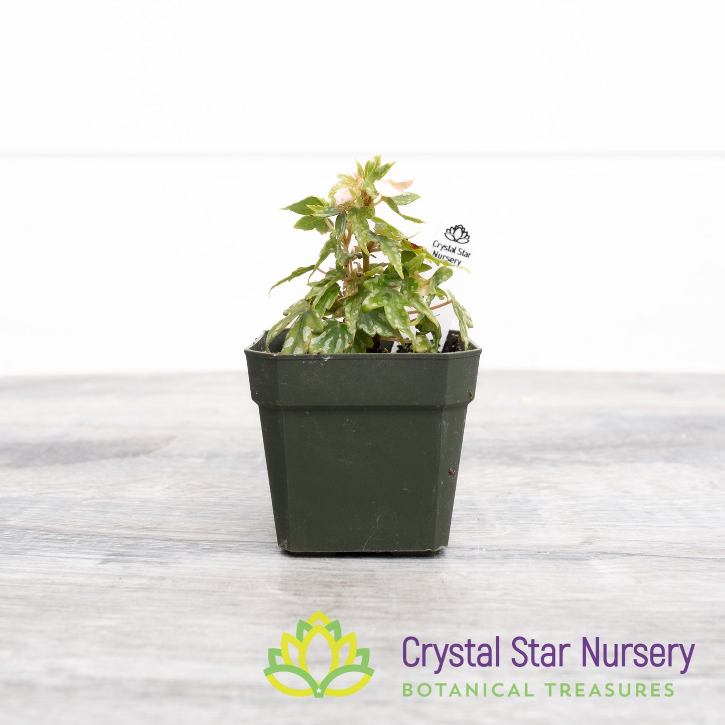 Begonia Dregei