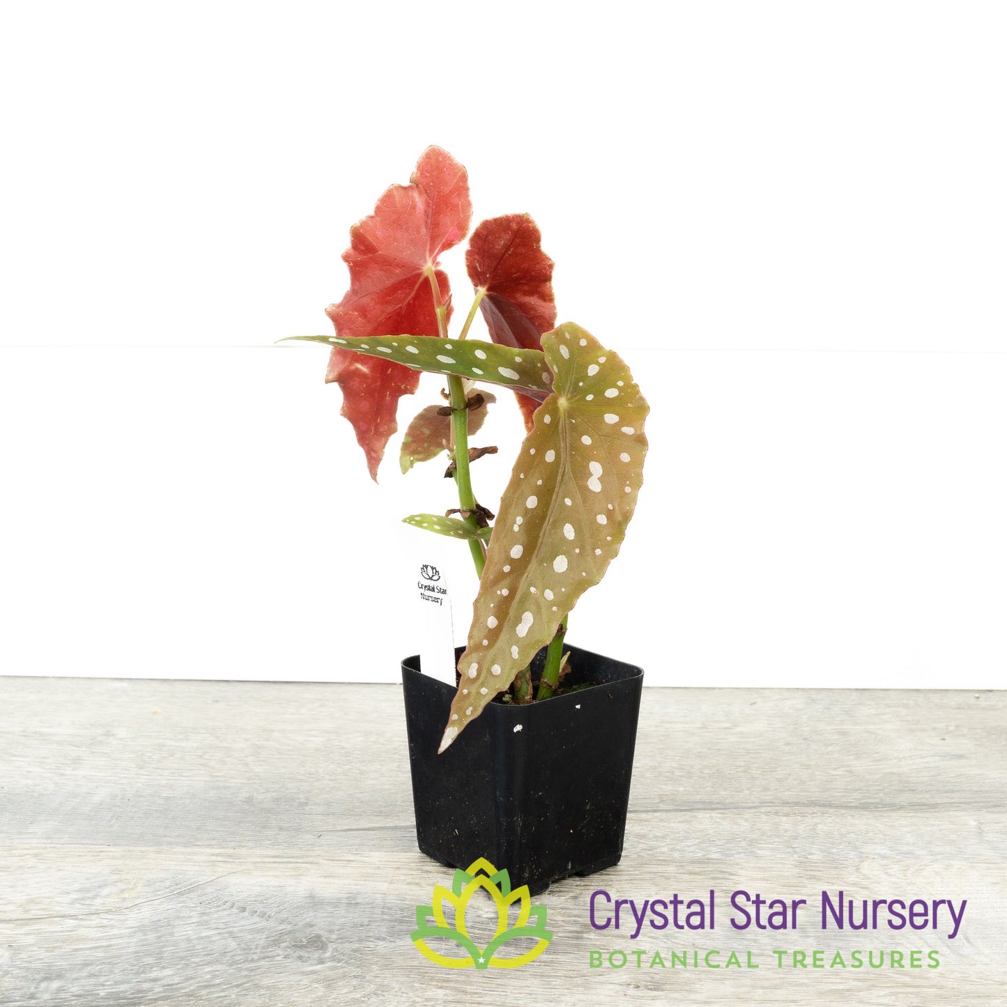 Begonia Maculata Var. Wightii