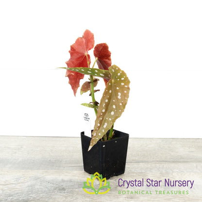 Begonia Maculata Var. Wightii