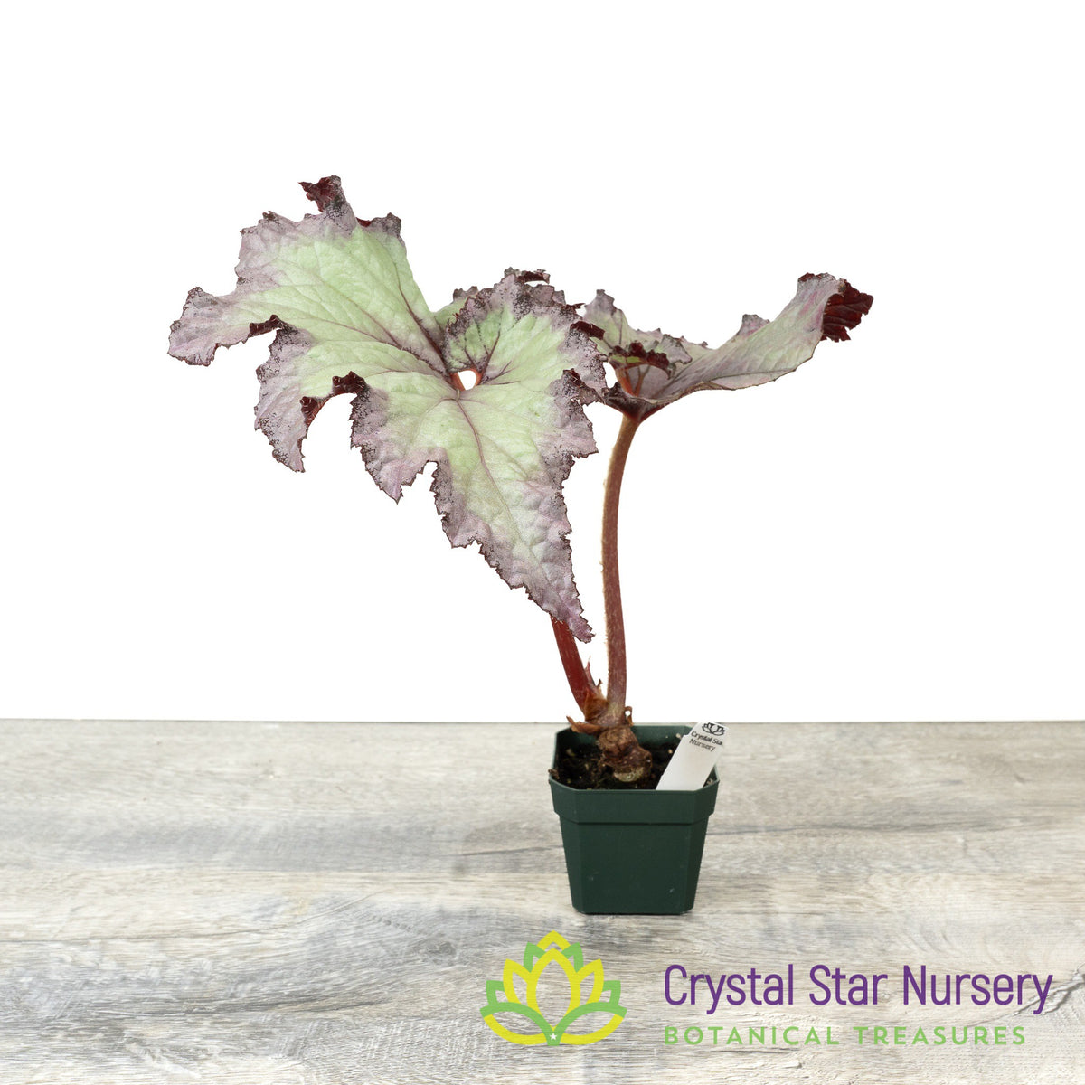 Begonia NOID (B11)
