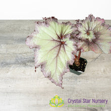 Begonia NOID (B11)