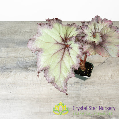 Begonia NOID (B11)