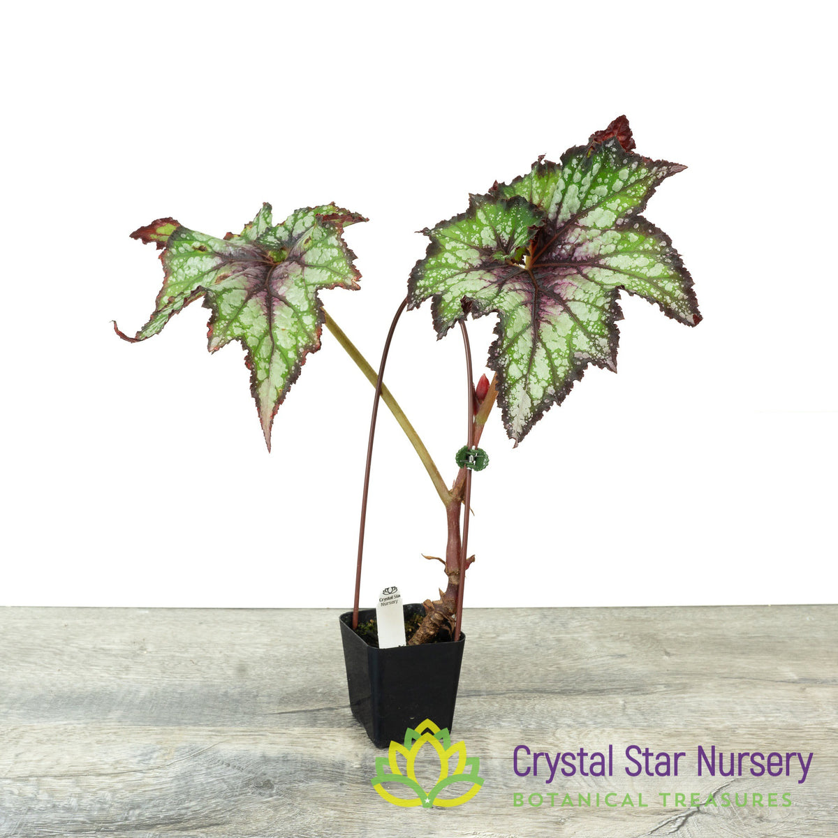 Begonia NOID (B13)