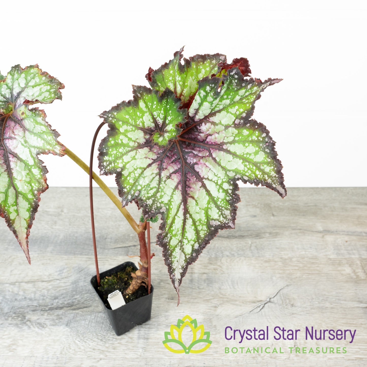 Begonia NOID (B13)