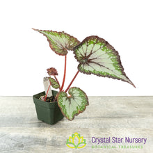 Begonia NOID (B14)