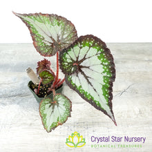 Begonia NOID (B14)