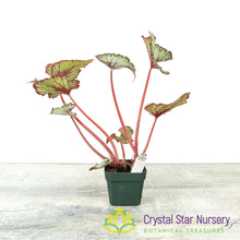Begonia NOID (B15)