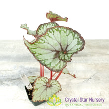 Begonia NOID (B15)