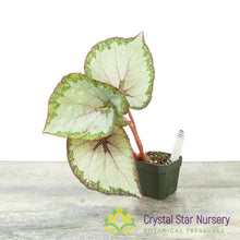 Begonia NOID (B17)