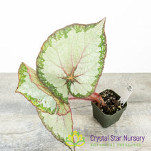 Begonia NOID (B17)