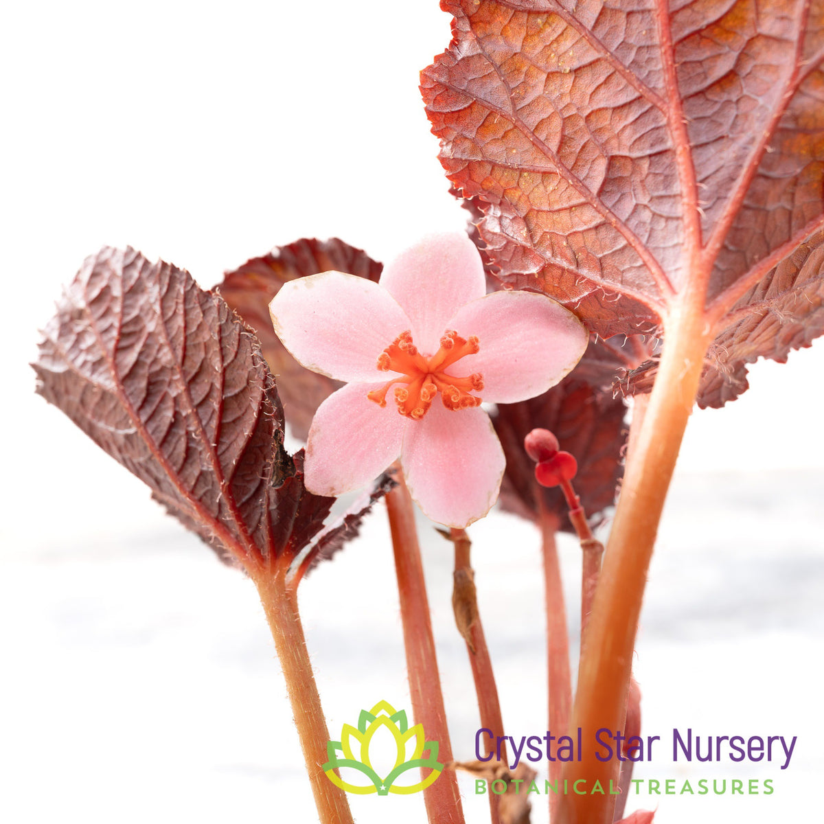 Begonia NOID (C) PINK