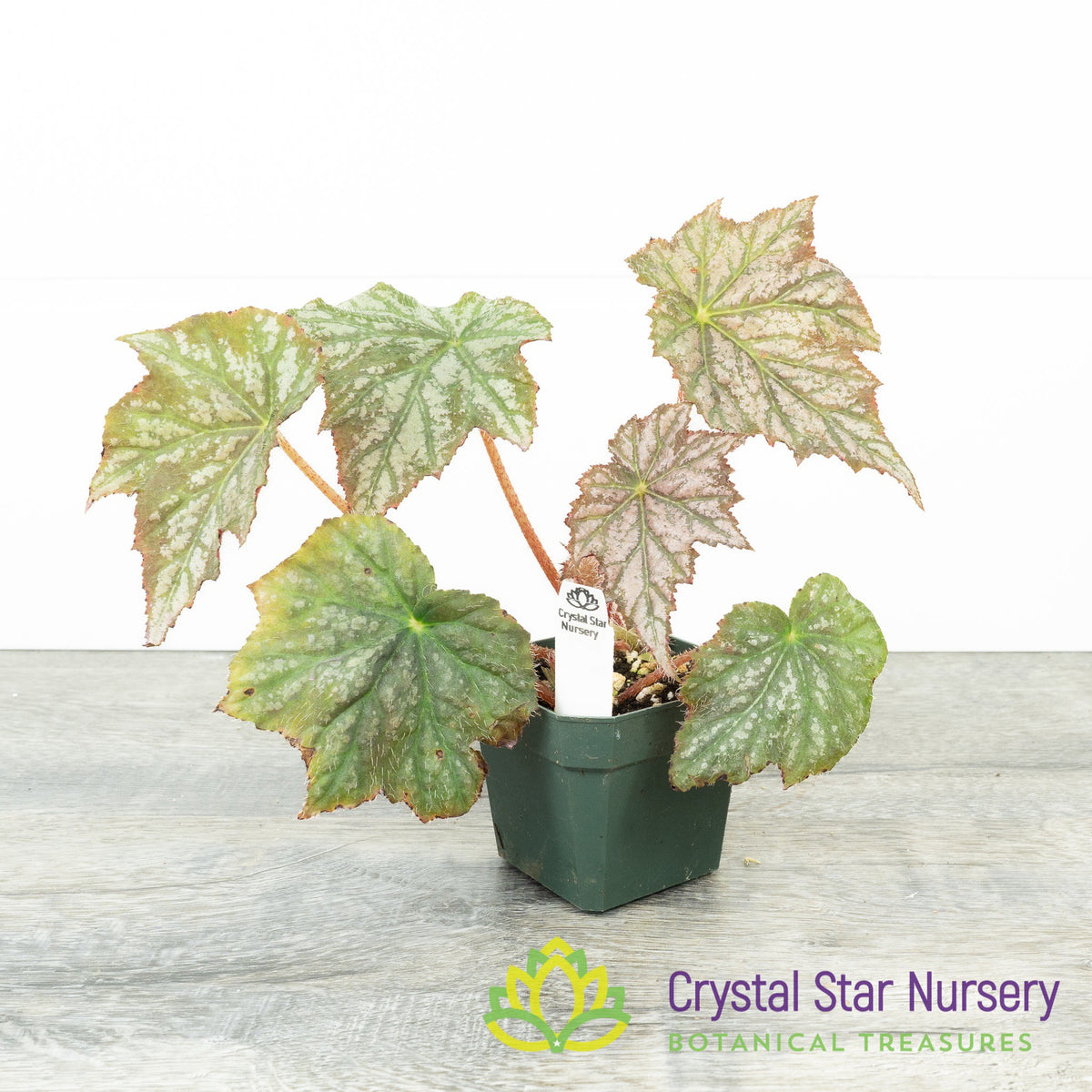 Begonia NOID (I)