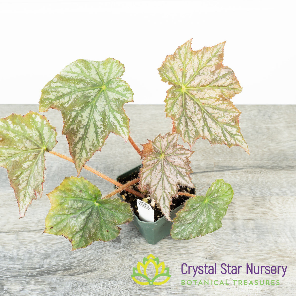 Begonia NOID (I)