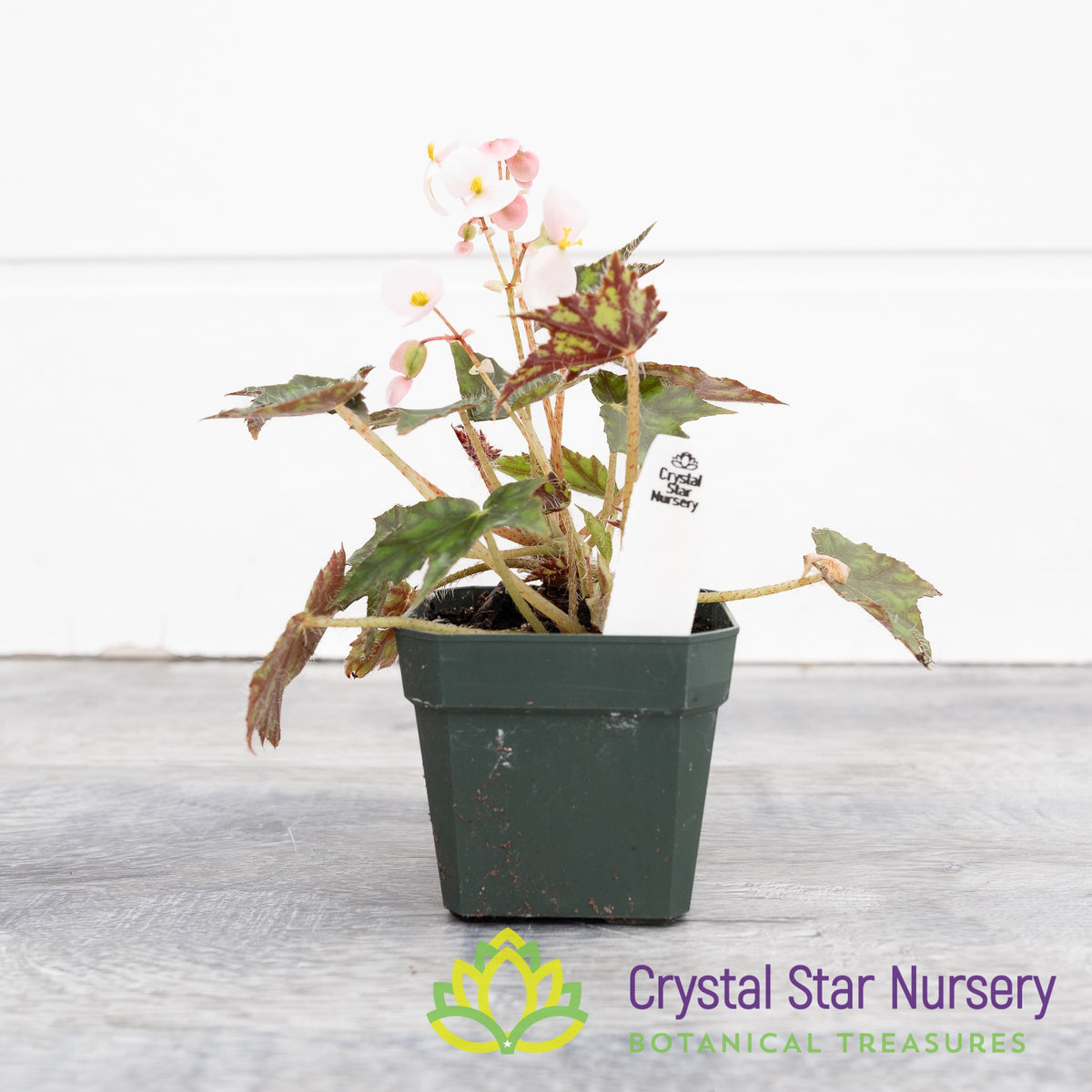 Begonia NOID (N)