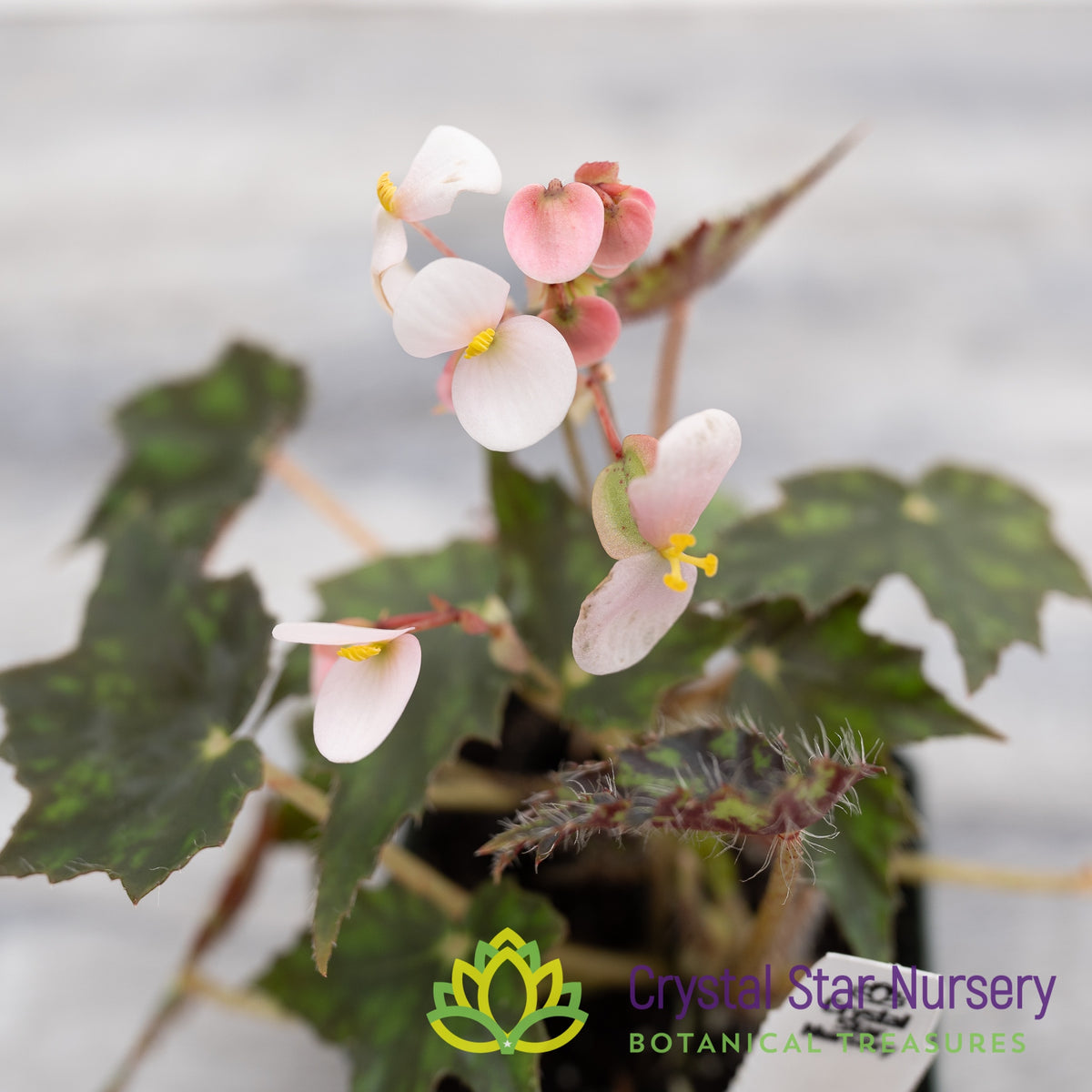 Begonia NOID (N)