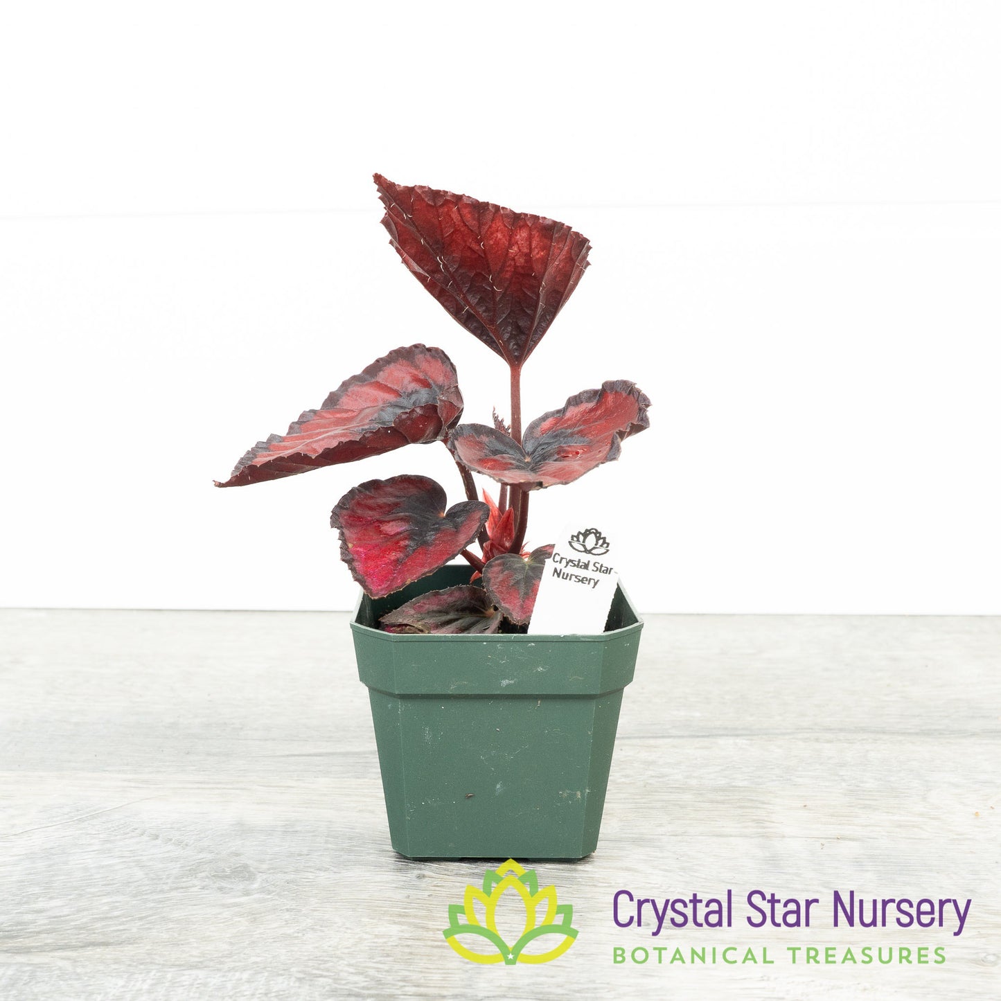 Begonia Red Robin