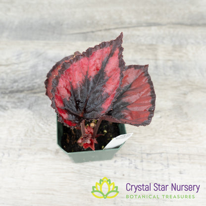 Begonia Red Robin